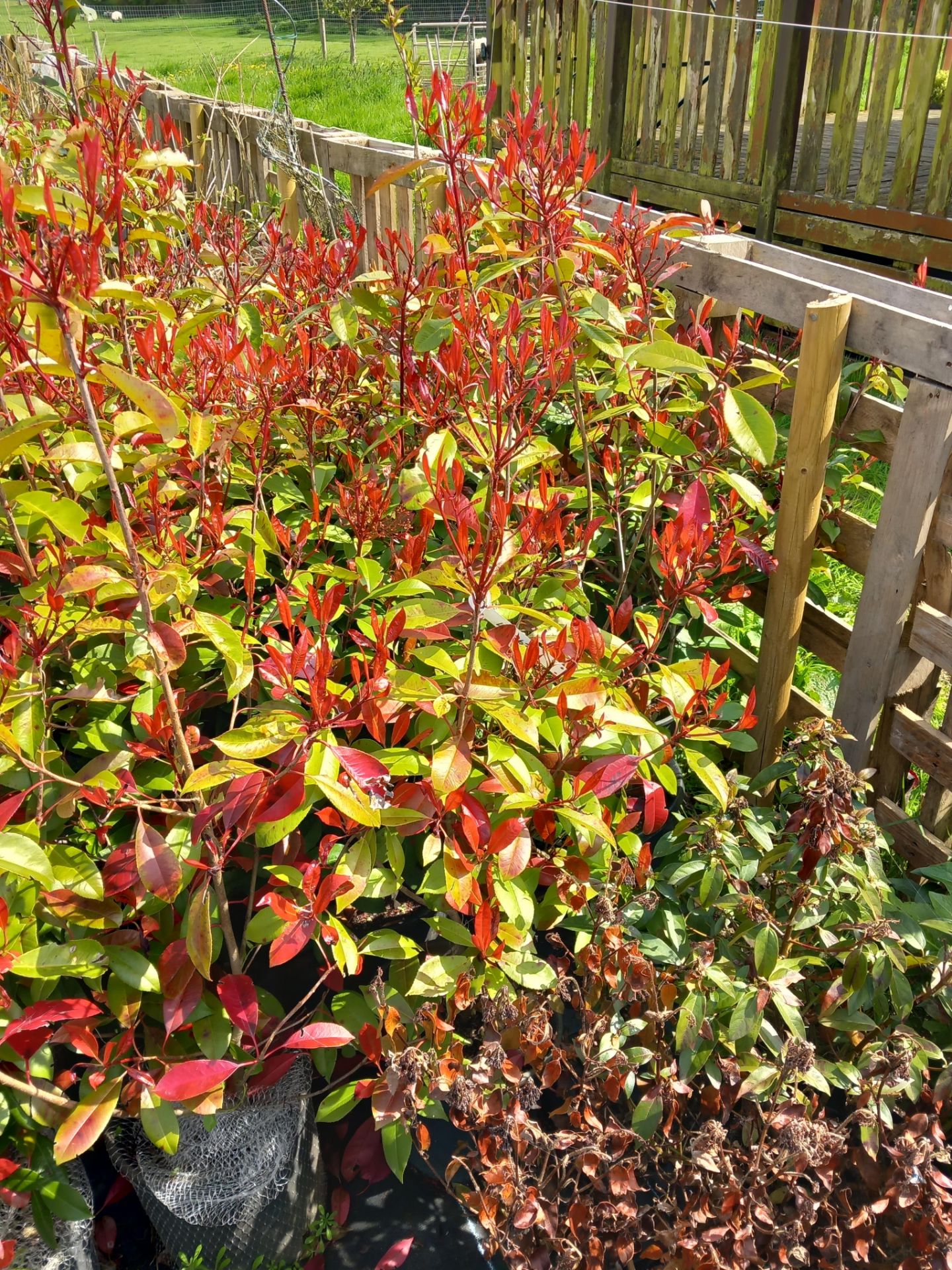 10 x 10L Photinia Red Robin’s Located to A/B (View