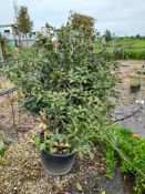 Asmanthus Aquifolium (Multi-stem, 120-140cm), located to holding area