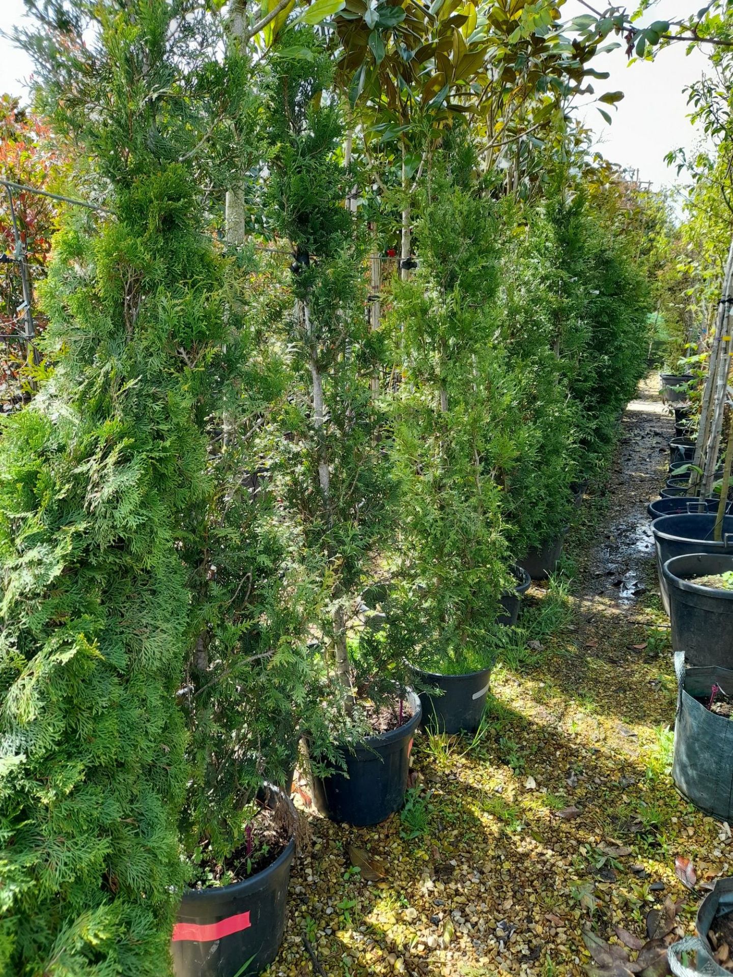 11 x Various Thuja Plicata, and 1 x Thuja Smargd, - Image 3 of 3