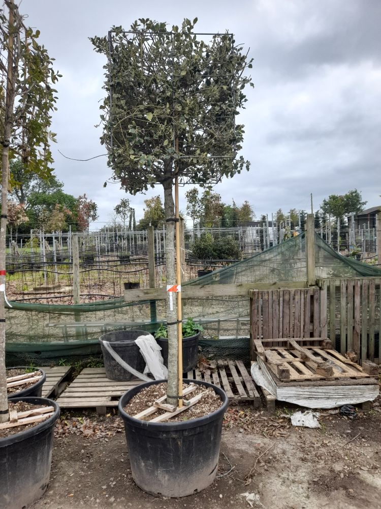 Remaining Stock of a Prominent Garden Nursery