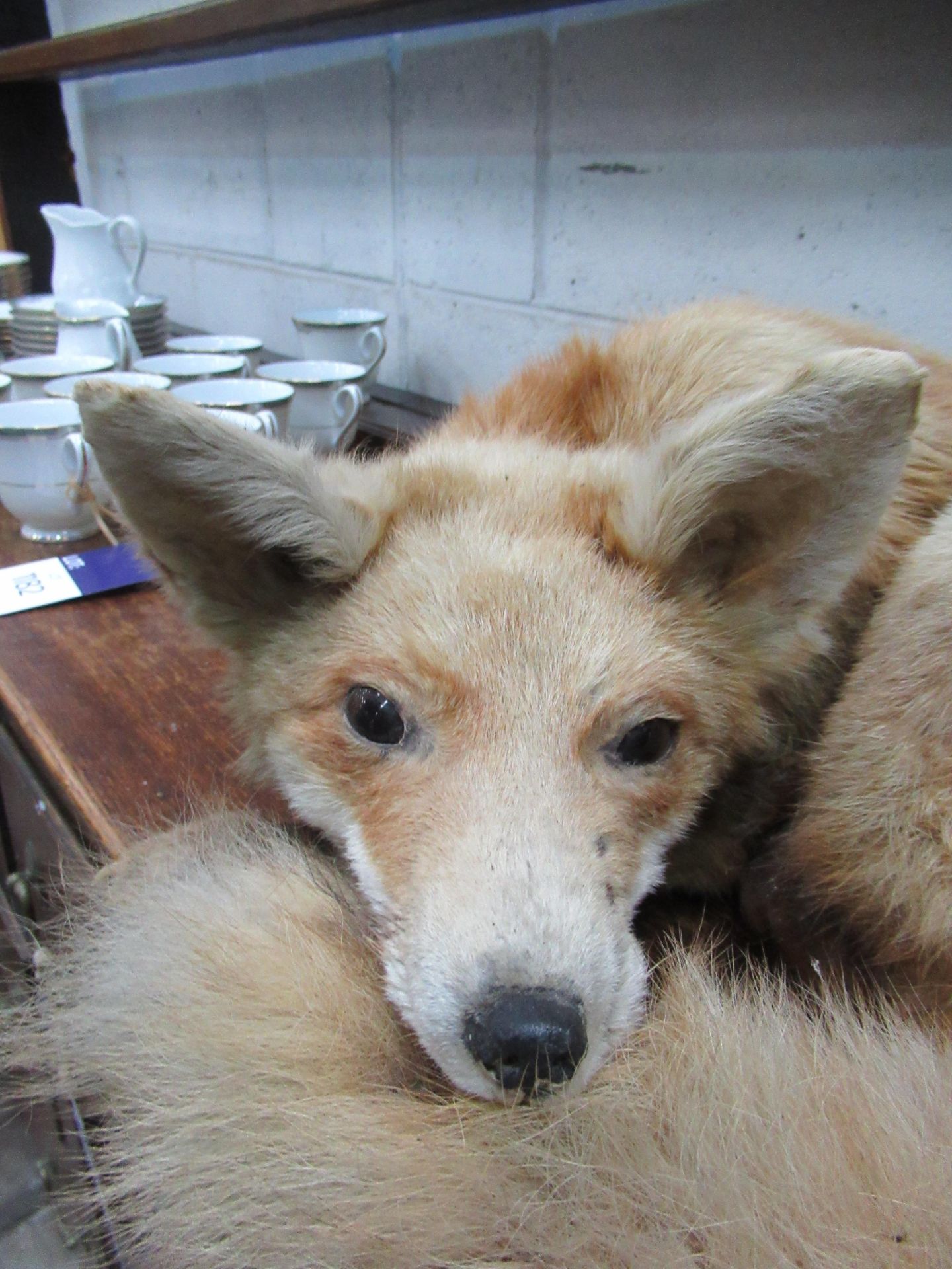 Taxidermy of a Curled up Fox - Image 2 of 2