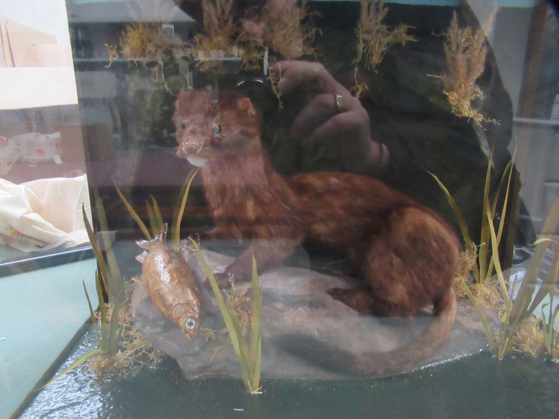 European Mink Taxidermy Scene in Display Case - Image 2 of 2