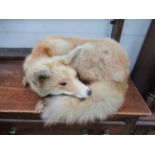 Taxidermy of a Curled up Fox