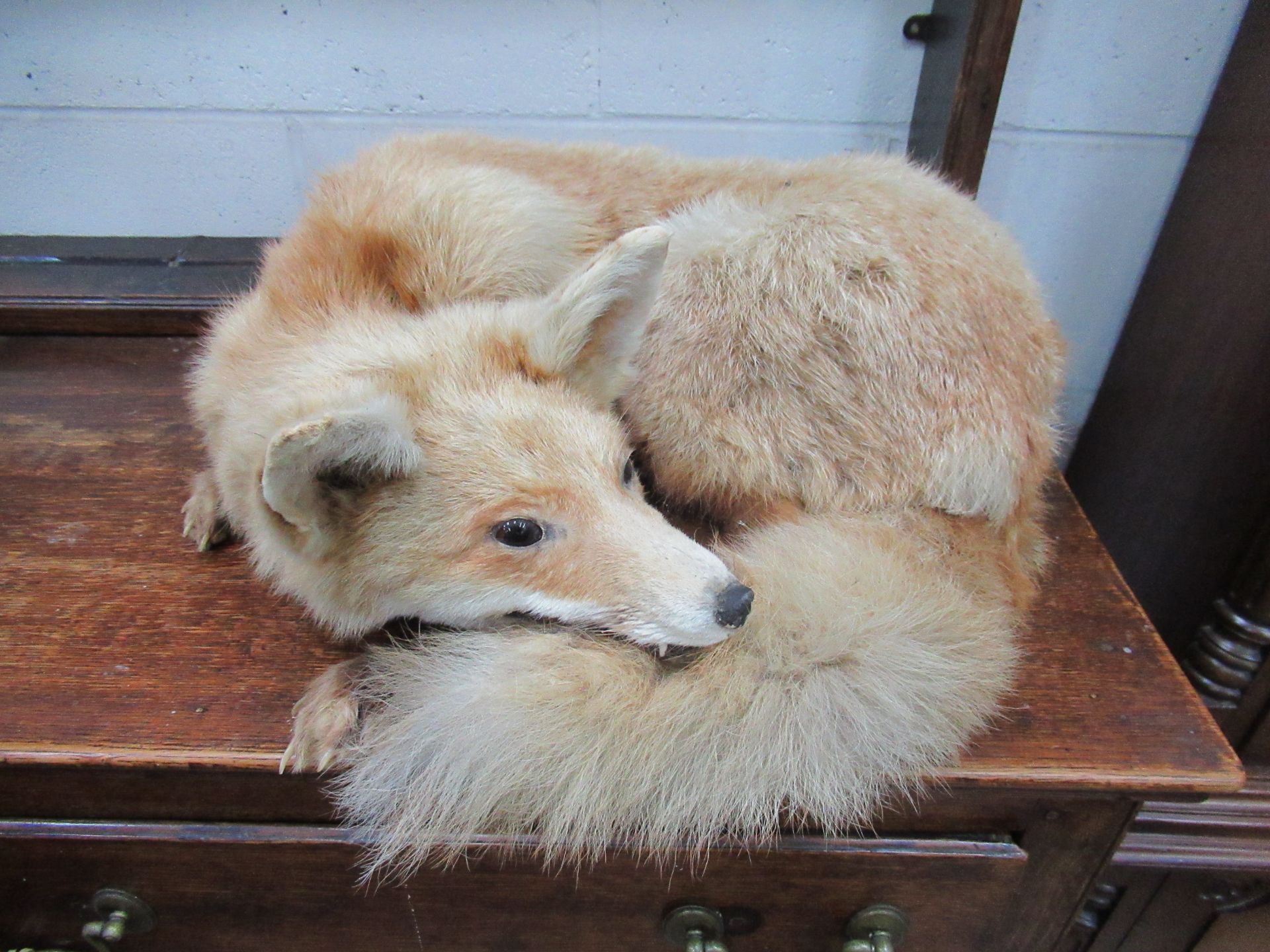 Taxidermy of a Curled up Fox