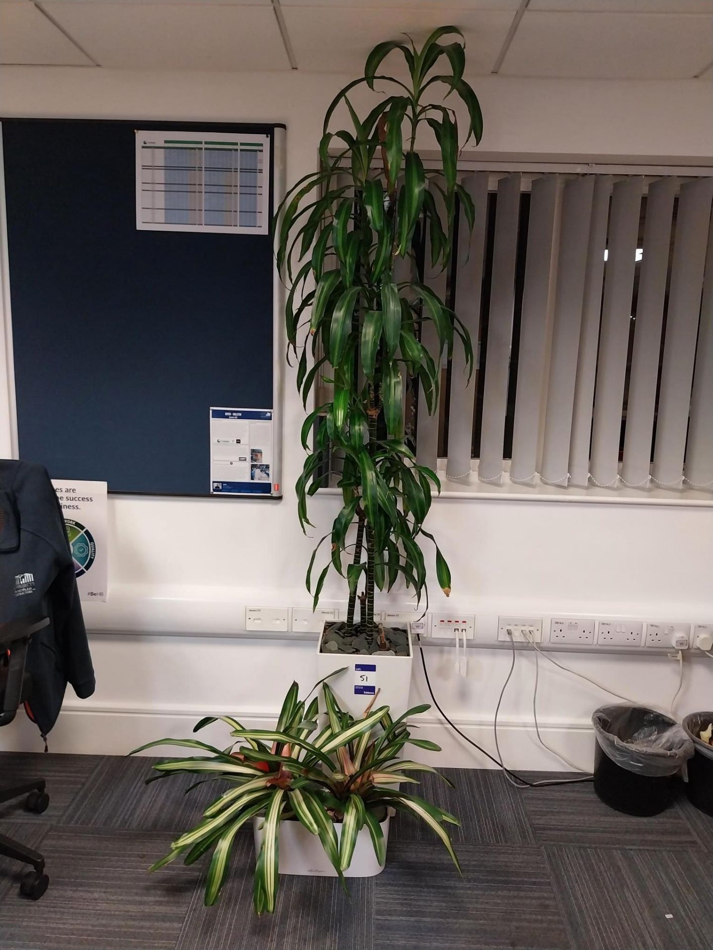 Large indoor plant & 1 small indoor plant