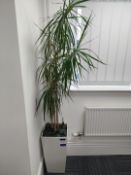 Large indoor plant