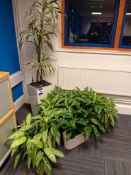 Selection of indoor plants 1 x tall, 3 x small