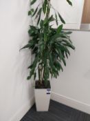 Large indoor plant