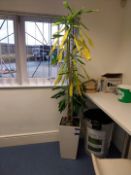 Large indoor plant Location Bradford