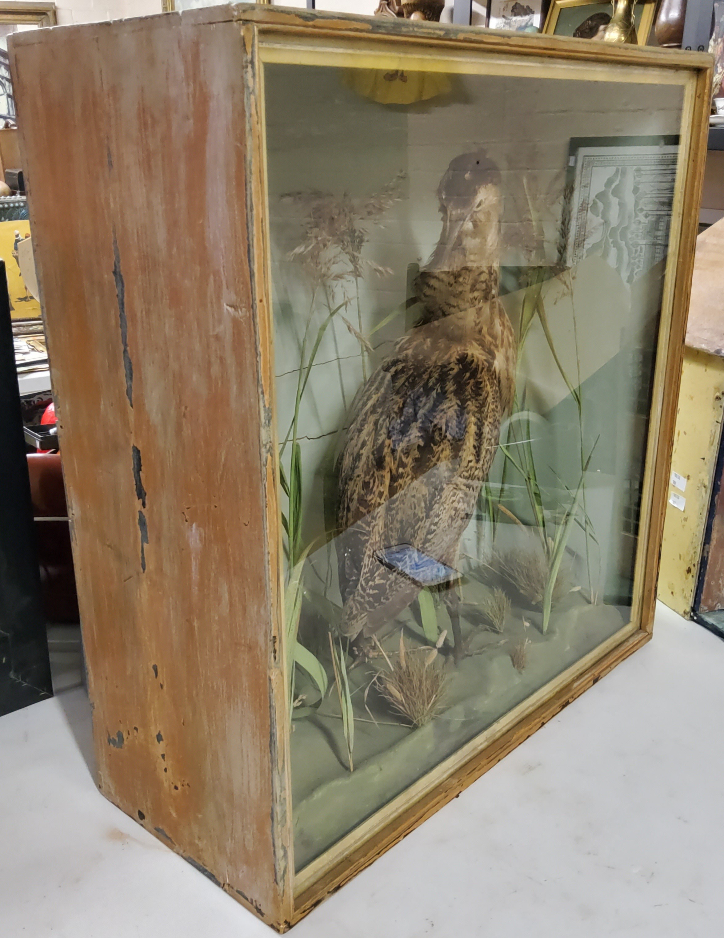 Taxidermy - A Victorian cased Bittern amongst naturalitic river bank display circa 1900, 64cm high x - Image 3 of 3