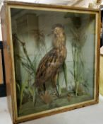 Taxidermy - A Victorian cased Bittern amongst naturalitic river bank display circa 1900, 64cm high x
