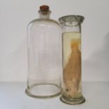 Natural History - an early 20th century wet specimen of a fish and a hand blown Victorian apothecary