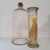 Natural History - an early 20th century wet specimen of a fish and a hand blown Victorian apothecary