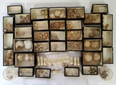 Natural History - Victorian and later ex British Musuem land snail collection in ebonised specimen