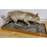 Taxidermy - a dog fox running on a naturalistic base.