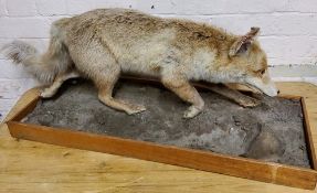 Taxidermy - a dog fox running on a naturalistic base.