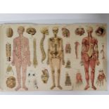 Ballieres Popular Atlas of the Anatomy and Physiology of The Female Human Body with coloured