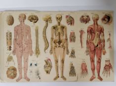 Ballieres Popular Atlas of the Anatomy and Physiology of The Female Human Body with coloured