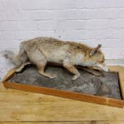 Taxidermy - a dog fox running on a naturalistic base.