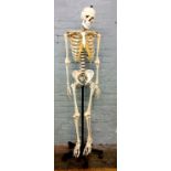A life size doctor's skeleton on stand by Adam Rouilly, Sittingbourne, Kent, telescopic adjustable