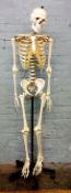 A life size doctor's skeleton on stand by Adam Rouilly, Sittingbourne, Kent, telescopic adjustable