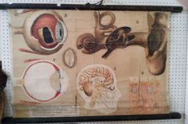 A German medical wall chart, by Eschners Anatomisch Wandtafeln, showing the eye, ear, brain and