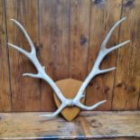 Taxidermy - a set of stag antlers, eight points, shield back, 97cm long