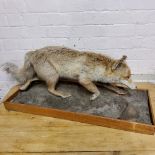 Taxidermy - a dog fox,  running,  naturalistic base.