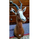 Taxidermy - a Blesbok (Damaliscus phillipsi), South Africa