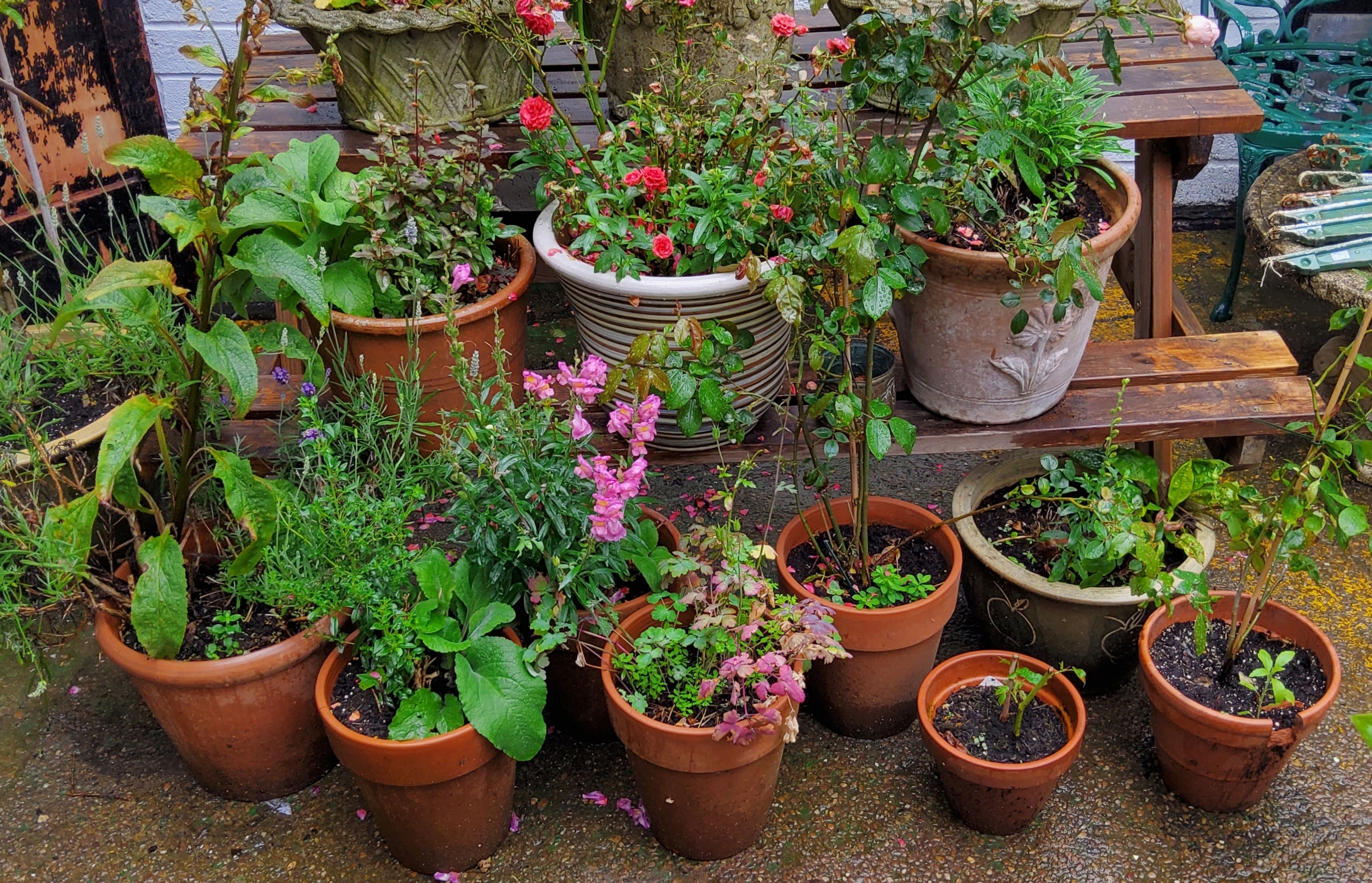 Eleven terracotta plant pots with plants, various sizes and styles, including roses, snap dragons