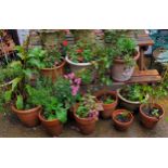 Eleven terracotta plant pots with plants, various sizes and styles, including roses, snap dragons