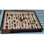 Entomology - Taxidermy - a display of beetles, including Cheirotonus, Dorcus, Titanus, Jewel Beetles