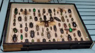 Entomology - Taxidermy - a display of beetles, including Cheirotonus, Dorcus, Titanus, Jewel Beetles