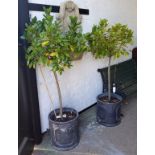 A pair of mature Bay trees in faux lead planters, each approximately 5ft tall