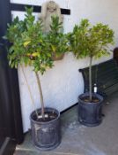 A pair of mature Bay trees in faux lead planters, each approximately 5ft tall