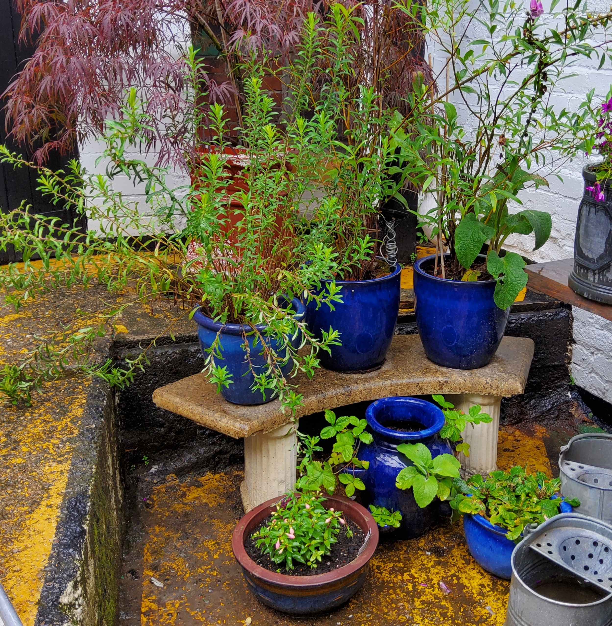 Six blue drip glazed plant pots, including a strawberry planter with mature plants