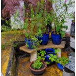 Six blue drip glazed plant pots, including a strawberry planter with mature plants