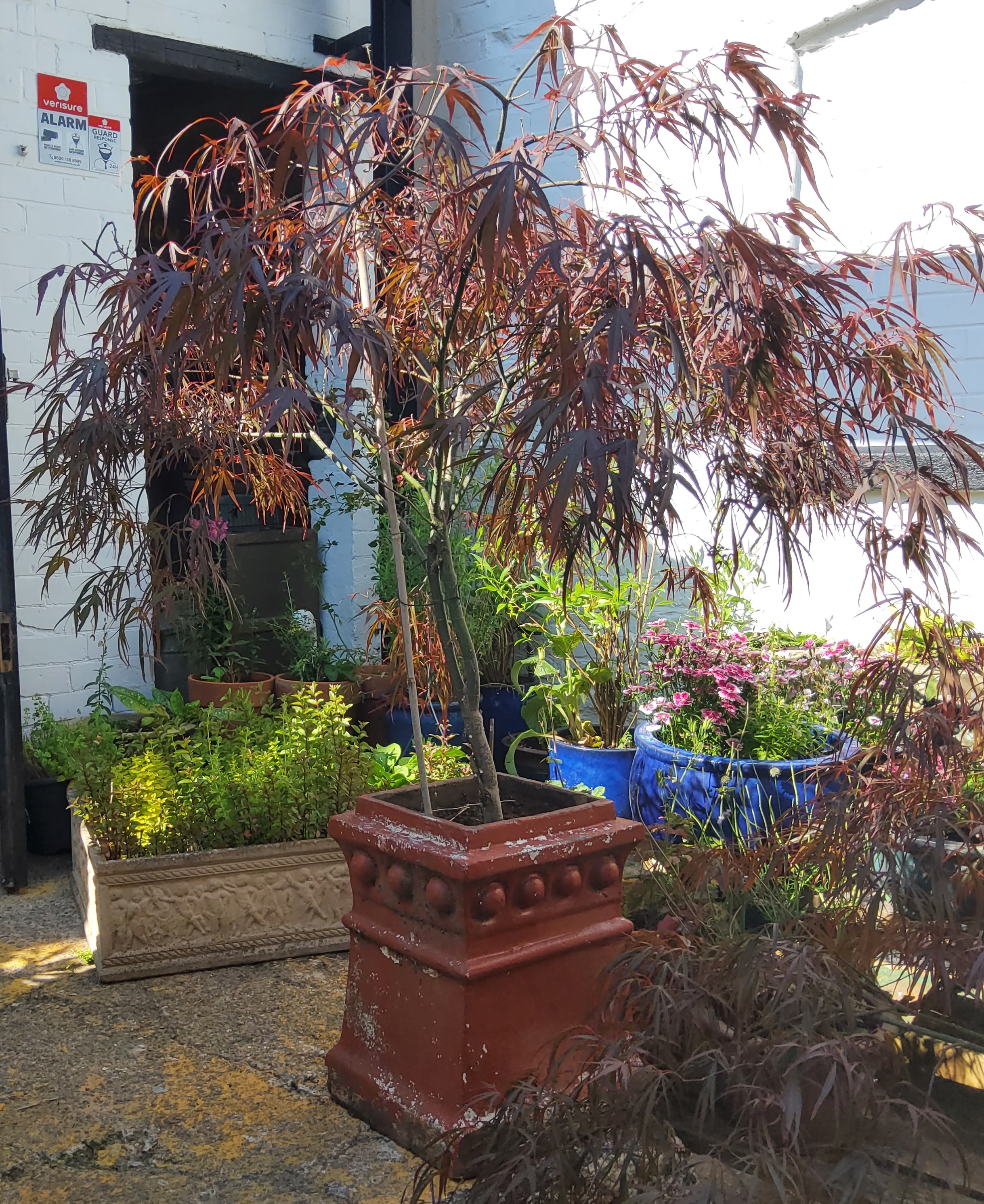 A mature Red Acer in chimney pot