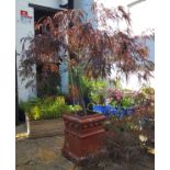 A mature Red Acer in chimney pot
