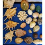 Natural History - various shells;  malachite, onyx and other hardstone eggs