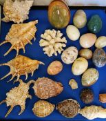 Natural History - various shells;  malachite, onyx and other hardstone eggs