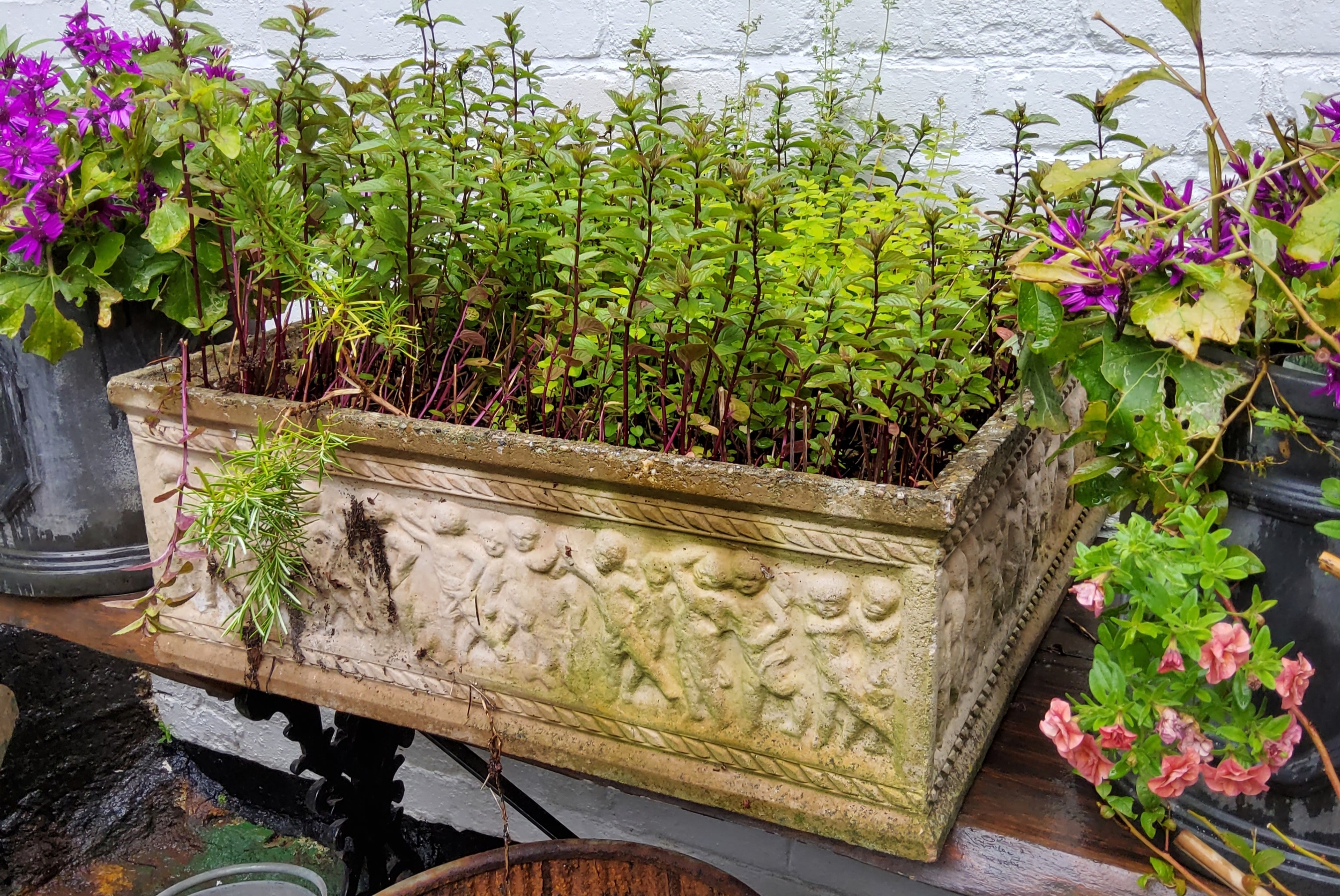 A large square reconstituted stone planter, decorated in relief with putti figures, with herbs