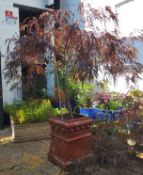 A mature Red Acer in chimney pot, approximately 4ft tall, very healthy