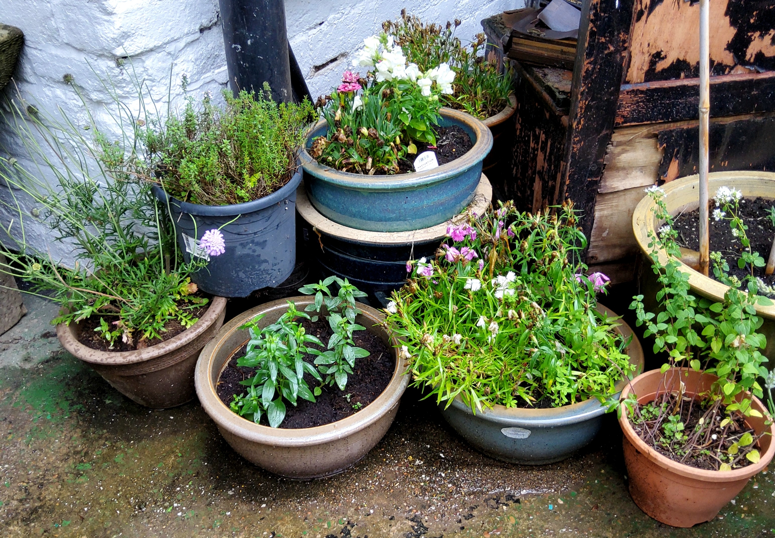 Various drip glazed plant pots and plants (7)