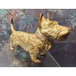 Austrian School, c.1920, a cold painted bronze, of a West Highland Terrier, 10cm wide