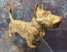 Austrian School, c.1920, a cold painted bronze, of a West Highland Terrier, 10cm wide