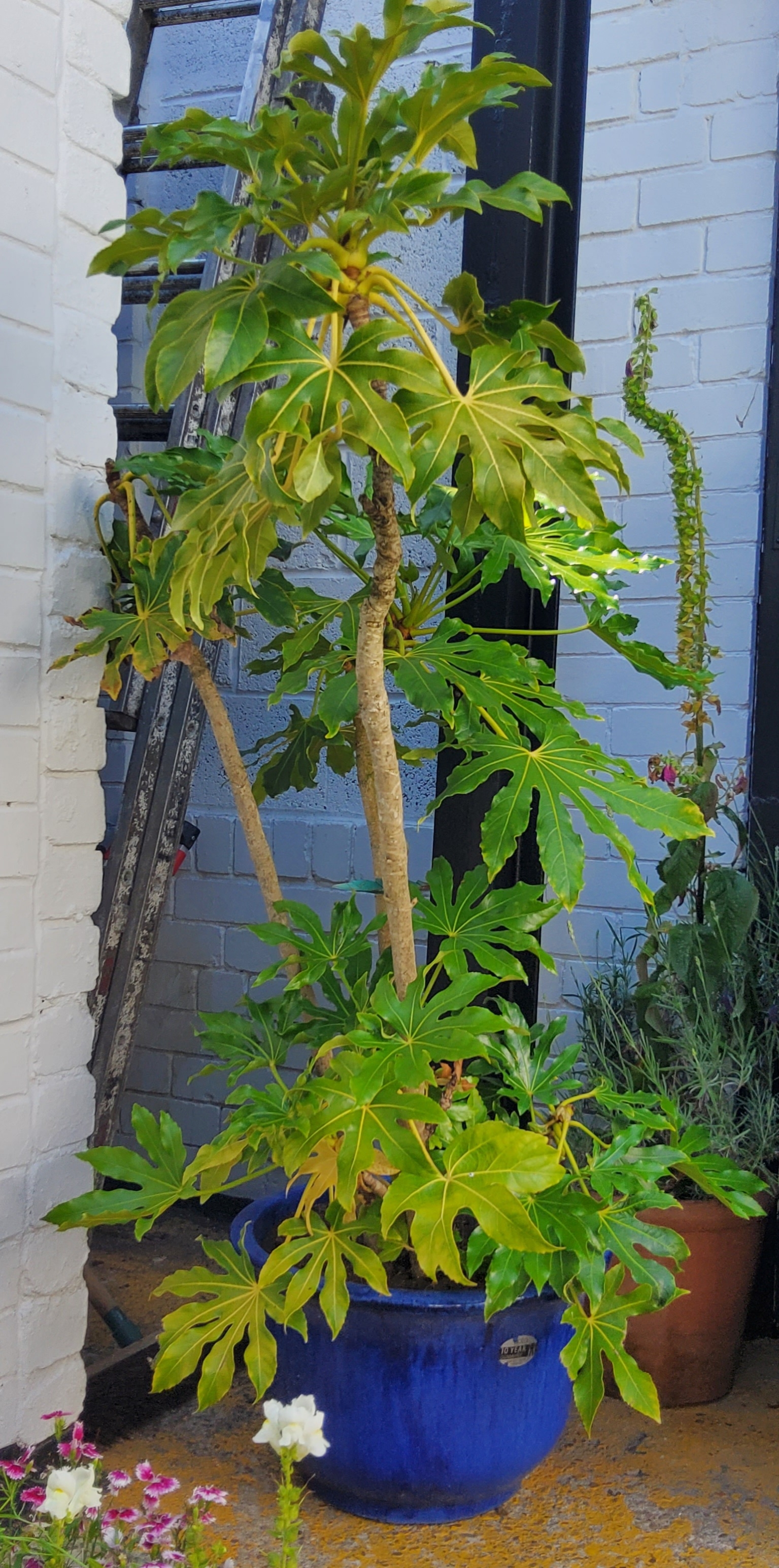 A large mature castor oil plant in drip glazed blue planter