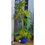 A large mature castor oil plant in drip glazed blue planter