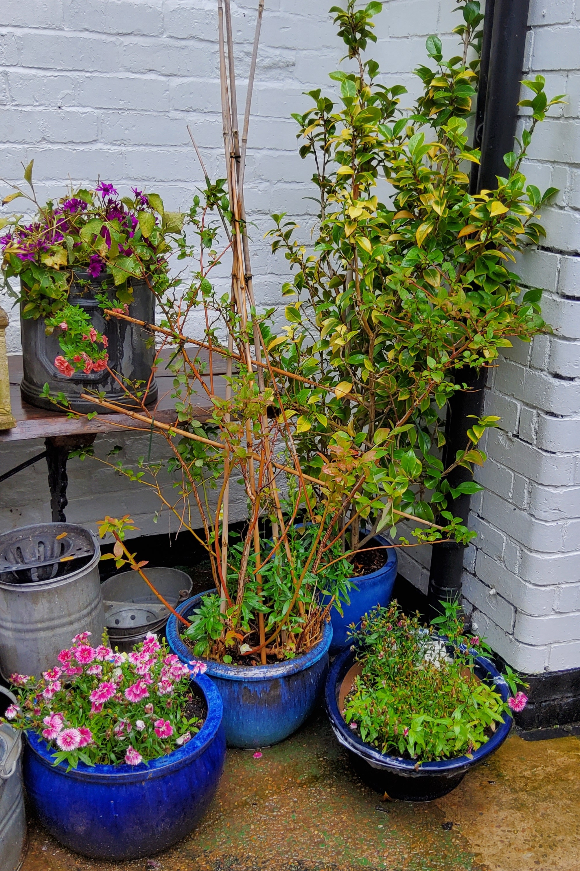 Four large drip glazed blue plant pots with mature plants