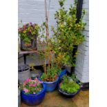 Four large drip glazed blue plant pots with mature plants